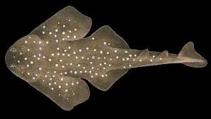 Image result for Acroteriobatus blochii