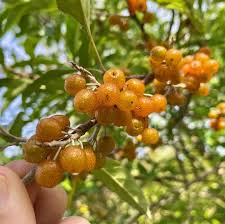 Attēlu rezultāti vaicājumam “Comatricha ellae macro”