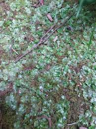 Attēlu rezultāti vaicājumam “Cephalozia connivens”