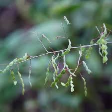 Attēlu rezultāti vaicājumam “Enteridium liceoides sessile”