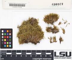 Attēlu rezultāti vaicājumam “Eurhynchiastrum pulchellum”