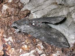 Attēlu rezultāti vaicājumam “Agrius convolvuli”