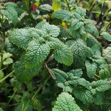 Attēlu rezultāti vaicājumam “Melissa officinalis leaf”