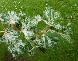 Attēlu rezultāti vaicājumam “Acer rufinerve flower”