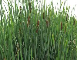 Attēlu rezultāti vaicājumam “Typha latifolia”