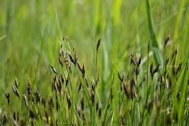 Attēlu rezultāti vaicājumam “Schoenus ferrugineus flower”