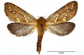 Attēlu rezultāti vaicājumam “Phymatopus hecta”