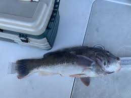 Image result for Tautoga onitis