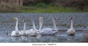 Attēlu rezultāti vaicājumam “Cygnus cygnus juvenile”