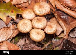 Attēlu rezultāti vaicājumam “Armillaria sp.”