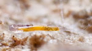 Attēlu rezultāti vaicājumam “Mycetophilidae”