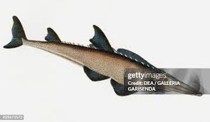 Image result for Rhinobatos rhinobatos