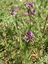 Attēlu rezultāti vaicājumam “Polygala comosa flower”