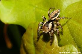 Attēlu rezultāti vaicājumam “Evarcha falcata male”