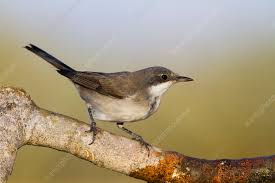 Image result for Sylvia hortensis