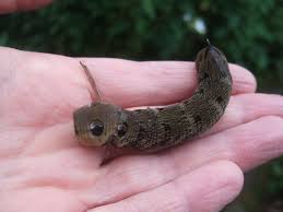 Attēlu rezultāti vaicājumam “Deilephila elpenor larva”