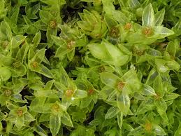 Attēlu rezultāti vaicājumam “Funaria hygrometrica”