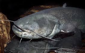 Image result for Silurus glanis