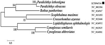 Image result for Paralichthys lethostigma