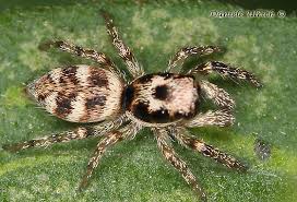 Attēlu rezultāti vaicājumam “Salticus scenicus”