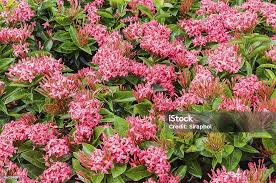 Attēlu rezultāti vaicājumam “Rubiaceae”