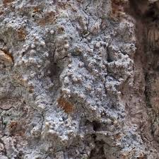 Attēlu rezultāti vaicājumam “Lecanactis abietina”