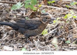 Attēlu rezultāti vaicājumam “Turdus merula female”