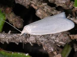 Attēlu rezultāti vaicājumam “Eana argentana”