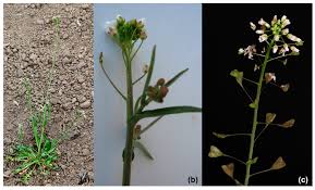Attēlu rezultāti vaicājumam “Capsella bursa-pastoris flower”