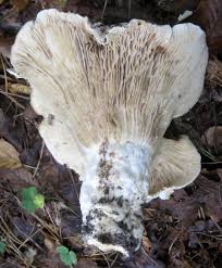 Attēlu rezultāti vaicājumam “Lactarius bertillonii”