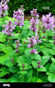 Attēlu rezultāti vaicājumam “Stachys officinalis”