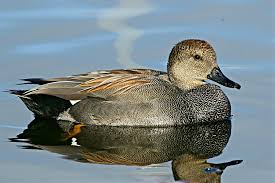 Attēlu rezultāti vaicājumam “Anas strepera”