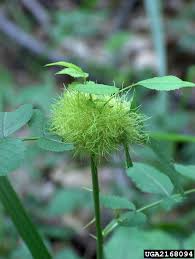 Attēlu rezultāti vaicājumam “Diplolepis rosae”