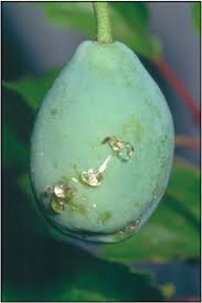 Attēlu rezultāti vaicājumam “Grapholita funebrana larva”