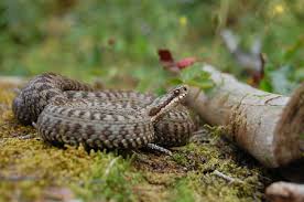 Attēlu rezultāti vaicājumam “Vipera berus adult”