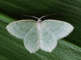 Attēlu rezultāti vaicājumam “Jodis putata”