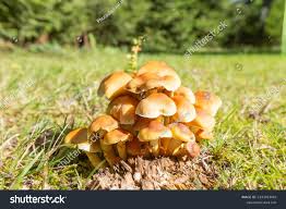 Attēlu rezultāti vaicājumam “Gymnopilus sapineus”