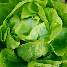 Image result for Kopfsalat