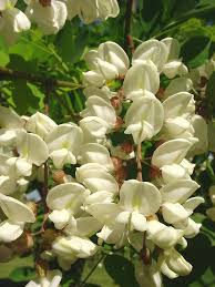 Attēlu rezultāti vaicājumam “Robinia pseudoacacia flower”