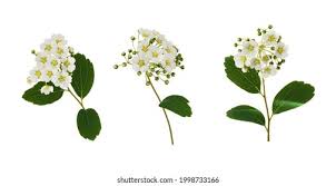 Attēlu rezultāti vaicājumam “Spiraea chamaedryfolia flower”