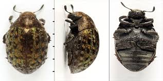 Attēlu rezultāti vaicājumam “Cytilus sericeus”