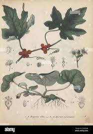 Attēlu rezultāti vaicājumam “Bryonia alba fruit”