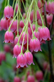 Attēlu rezultāti vaicājumam “Enkianthus campanulatus”