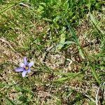 Attēlu rezultāti vaicājumam “Sisyrinchium montanum fruit”