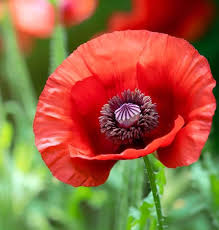 Attēlu rezultāti vaicājumam “Papaver somniferum flower”