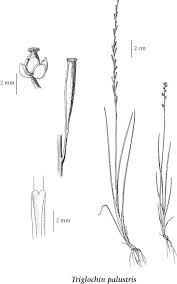 Attēlu rezultāti vaicājumam “Triglochin palustre fruit”