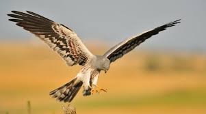 Attēlu rezultāti vaicājumam “Circus pygargus adult”