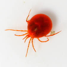 Attēlu rezultāti vaicājumam “Hydrachna”