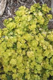 Image result for Lysimachia nummularia