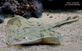 Image result for Raja montagui